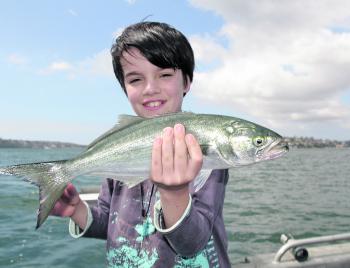 Tailor can be found mixed in with the salmon schools and are less fussy about lure size.