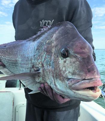 Up close and personal with a crab-crunching, squid-terrorising, pilchard-guzzling Western Port Red. This is the reason for using quality terminal tackle and strong rods and reels.