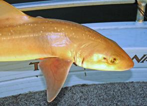 Gummy sharks should be a good option in October in boats or off the beach.