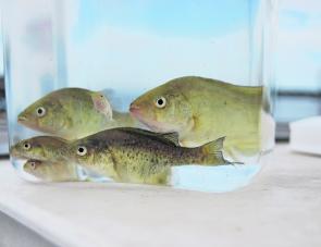 One million extra Murray cod fingerlings were stocked into Lake Eildon over three years