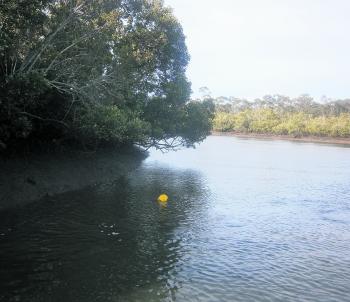 A steep muddy bank with overhanging trees is a likely spot to produce crabs.