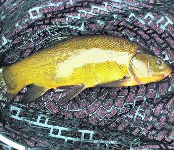 Billy Crouch from Nhill caught and released a tench, a once very common catch in the Wimmera recently at Lake Wartook.