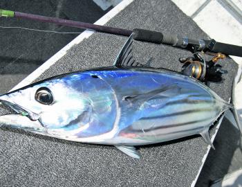 Striped tuna are basically dynamite dipped in chrome. They’re great on light line and make sensational bait.