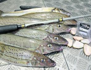 Pipi’s, 15lb leader and circle hooks is all that’s required for a successful whiting session.