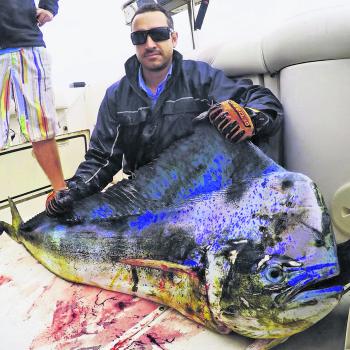A monster mahimahi caught by the one and only Chicken Pete off Sydney.