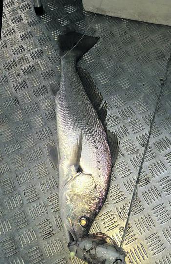Peter caught this nice size mulloway on a squid.