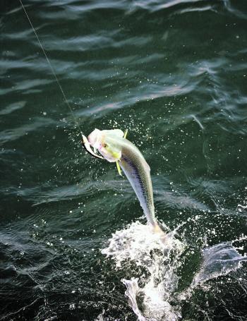 Salmon always jump when hooked and spit hooks. Changing the treble hooks on a lure to a single lure hook will give you more of a chance to land the fish.