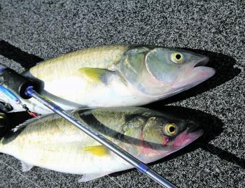 Soft plastics and metal slugs are top lures for casting at salmon.