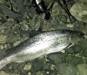 Fishing after dark with soft plastics is a very effective way of tricking sea run trout.