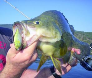 The TN60 Jackall is perfect for hopping back to the boat, which this golden perch just couldn’t resist. 