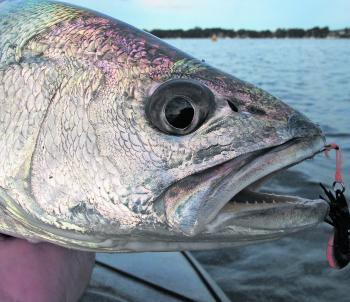 There’s always a good chance of picking up a school mulloway around Brisbane Waters at this time of year. Small vibes or heavily weighted soft plastics worked in deeper spots are in the running.