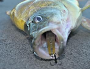 Scoffed! Soft vibes such as the Atomic Semi-Hardz and Jackall Mask series are great choices for vertically jigging. 