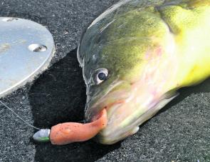 Soft plastics will typically result in a solid hook-up, just try to resist striking at first bite!