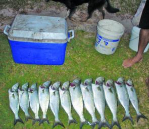 Even with the surf brown with fresh water, most anglers along Teewah Beach have been able to find a feed of tailor.