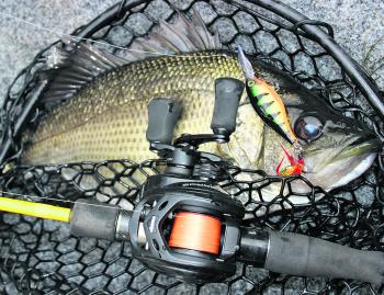 The estuary perch really is a striking fish to look at. 