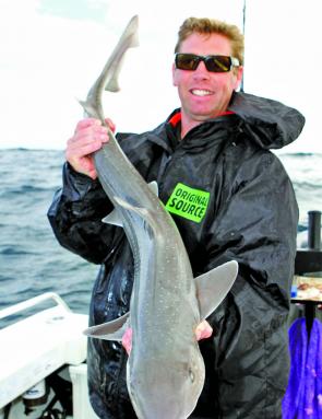 Gummy sharks in all shapes and sizes have been taken from the deep offshore reefs around Apollo Bay. Dean Candy caught this specimen using fresh squid for bait.