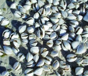 The algae on the west side of Fraser Island caused thousands of cockles to wash up onto the beach where they soon died.