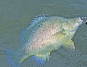 Golden perch really start to fire at Blowering Dam this month. Long, searching casts into the clear, freshly flooded shallows are the best way of hooking a few of these often wary fish.