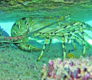 Painted spiny lobster (Panulirus versicolor).