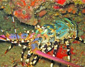 Tropical rock lobster (Panulirus ornatus).