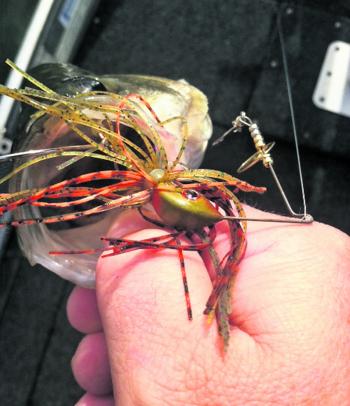 Noisy presentations like spinnerbaits have been the key to undoing Richmond River’s chunky bass. 