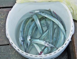 Some of the prolific garfish in the bay at the moment.