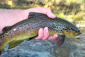 More than a fist full – early season stream fish can be fat little fellers.