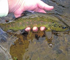 Bright spots and tight corners – that is why we love brown trout.