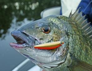 Hard-bodied lures fished close to structure provide a great way to target black bream.