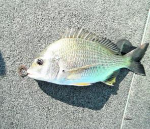 A typical Pumicestone Passage winter bream caught on a soft plastic.