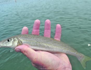 Winter can see some southern imports visit our estuaries like this King George whiting