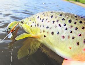 The estuary systems of rivers such as the Aire and Barham rivers are producing regular catches of brown trout.