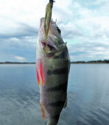 A typical Purrumbete reddy that fell to a Fish Arrow Shad.