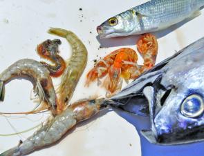 The author’s top five estuary baits. Clockwise from top: Mullet, nippers, striped tuna, prawns and squirt worms.