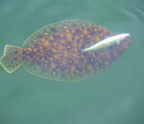 Predatory fish such as this succulent flounder love live mullet.