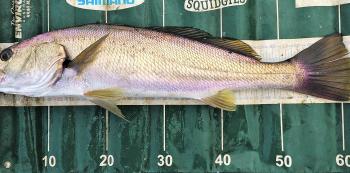 Plenty of small to medium size mulloway are being caught in the Glenelg River.