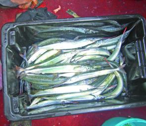Garfish like these are being caught at Port Welshpool mainly on the run in tide.
