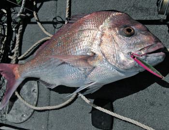 Micro-jigs allow you to target snapper showing directly beneath the boat, which is great in the deeper water around the artificial reefs and wrecks.