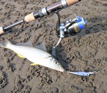 Recently, a lot more whiting have been taken on larger lures.