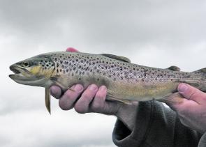A wonderful example of the brown trout on offer in Brumbys Creek.