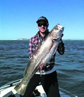 Plastics between 4-6” are best for mulloway as it generally matches the size of their bait.