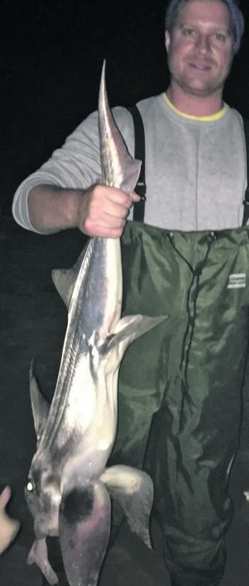 Daniel Bates and his family had a cracking night catch and releasing elephant fish down at Golden Beach. They were on the chew all night and Daniel left them biting!