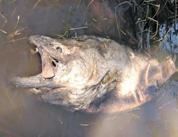 It’s a sickening sight to see such river giants rotting along the banks. 