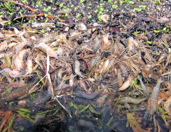 Shrimp are literally dying to get out of the water. These body lines went along the bank as far as you could walk. 
