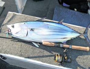 Light line and small lures means a ton of fun on fat striped tuna that are about off the Illawarra coast this month.