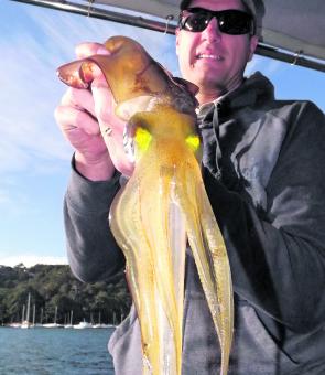 Large squid like this one can be caught at Careel Bay.
