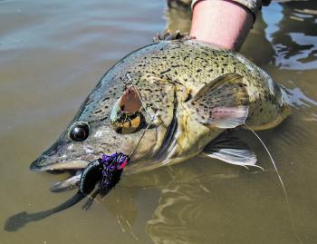 The trout cod is closely related to the Murray cod, but is totally protected and must be returned to the water unharmed.