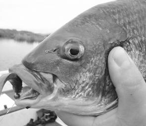 Bream are taking a wide range of soft plastics. Try slowly working your lures with heavy jigheads, in the deeper sections of the Mitchell and Tambo rivers.