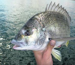 Bream are becoming quite active and can be found along the rock walls, flats and reefs on lures and fresh bait.