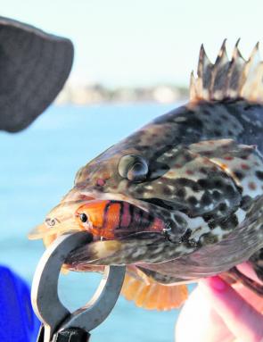 The increased bait schools and water temps have produced a few estuary cod lately. But be warned they are dirty fighters.